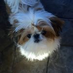 Profile Picture of Heidi Sirocky (@heidisir23) on Instagram