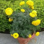 Profile Picture of Binju Soren (@Binju-Soren) on Facebook