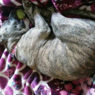 Profile Picture of Stephen Lindstrom (@212c0c7fbea74e0) on Twitter