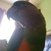 Tamir Azogui - Youtube Profile Picture of Tamir Azogui (@tamirazogui7222) on Youtube