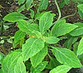 Profile Picture of Salvia divinorum - Wikipediaon Wikipedia