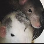 Profile Picture of Fred, George, Neville And Ron (@4.ratto_fwends) on Instagram