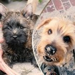 Andi💕Loki🐾Hunter - Instagram Profile Picture of Andi💕Loki🐾Hunter (@sevenpixx) on Instagram