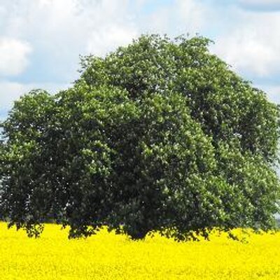 Profile Picture of David Lister (@History_Listy) on Twitter