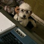 Profile Picture of Buddy (@buddytothebone) on Instagram