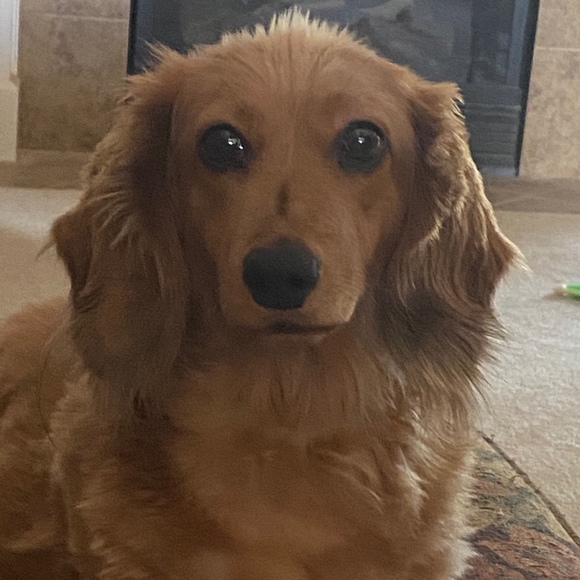 Profile Picture of Rebecca Stupeck (@doxiemama65) on Poshmark