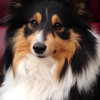 Profile Picture of Cindy Perkins (@perkcindy) on Instagram