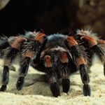 Profile Picture of اسپـــــــــــــایدر اتحاد🚫 (@_.spaeder) on Instagram