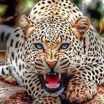 Kadi Cadillak - Instagram Profile Picture of Kadi Cadillak (@kadicadillak) on Instagram