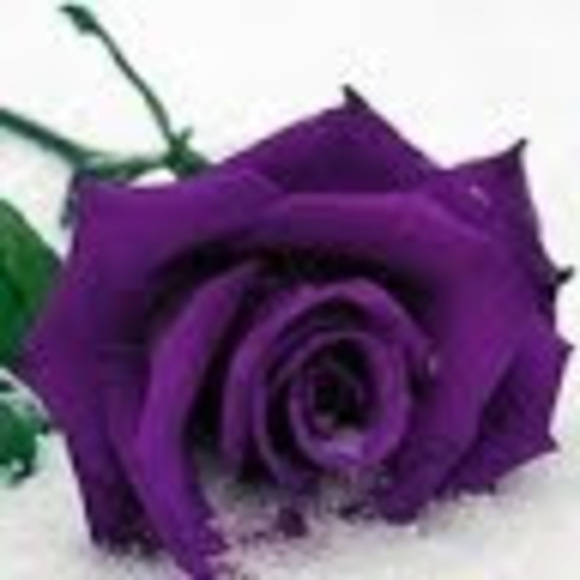 Profile Picture of Heather Pforr (@heatherpforr) on Poshmark