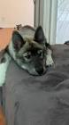 Profile Picture of   Does your dog have... (@sassy.huskies) on Tiktok