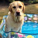 Profile Picture of Alison Hood (@hoodytwoshoes1) on Instagram