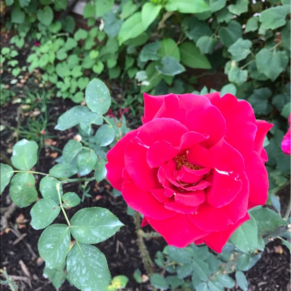 Profile Picture of Lucy Malone (@lucymalone) on Poshmark