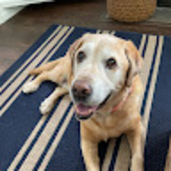 Profile Picture of Anne Fitzpatrick (@afitz8367) on Poshmark