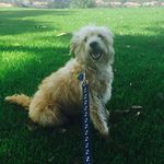 Profile Picture of Dixie McGillicuddy Woods (@dixiedogoftexas) on Instagram