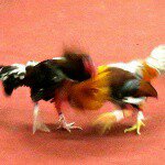 Profile Picture of Randall Stegman (@rbsteggy4) on Instagram