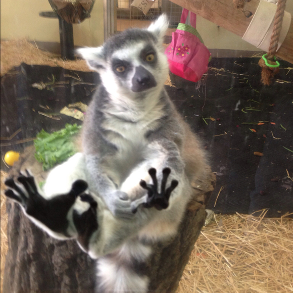 Profile Picture of Lindsay Wootton (@lindsaywootton) on Poshmark