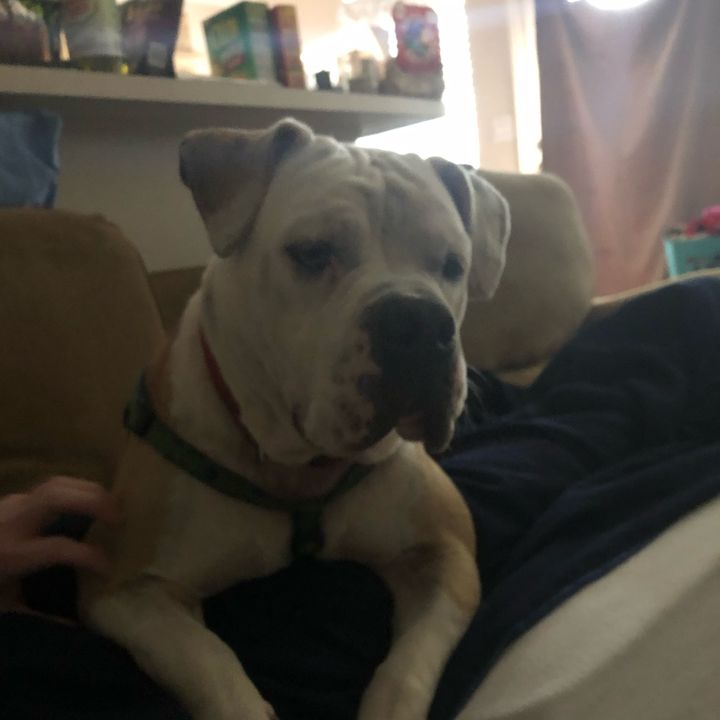 Profile Picture of Bookman (@bookman55) on Tiktok