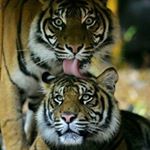 Profile Picture of Albert Wang (@albert_wang33) on Instagram