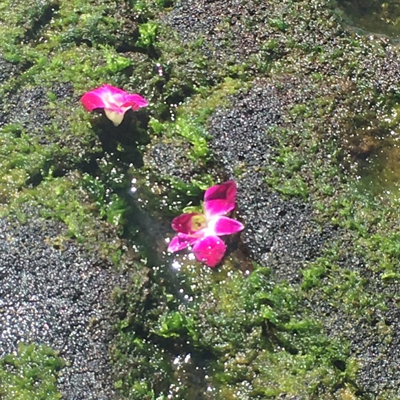 Profile Picture of Georgianna Hashimoto (@ghashimo) on Poshmark