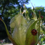 Profile Picture of Sam Daly (@samdaly7225) on Youtube