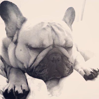 Profile Picture of Albert Bear (@albie_frenchie) on Twitter