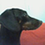 Profile Picture of Rodrigo Lopes (@anok) on Flickr