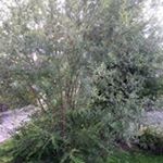 Profile Picture of Andrew Bradwell (@bradwellandrew) on Instagram