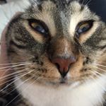 Profile Picture of mitchell jerome o'keefe (@meech_the_good_dog) on Instagram