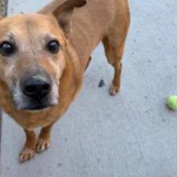 Profile Picture of Phuong Khanh (@keochuoi) on Poshmark