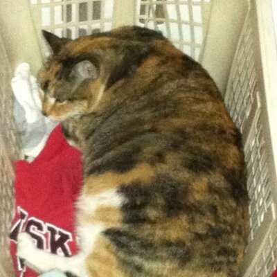 Profile Picture of Kevin (@kevin_kreps) on Twitter