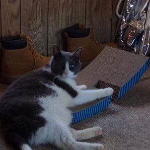 Profile Picture of Joshua Wortman (@tractorfun1) on Twitter