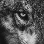 Profile Picture of Kevin Logue Jr. 🐺 (@loguefitness) on Instagram
