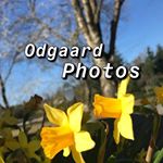 Profile Picture of Odgaard Photos💛 (@odgaard_photos) on Instagram