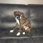 Profile Picture of Baxter K (@baxterktheboxer) on Instagram