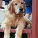 Profile Picture of Nancy Scott (@nannielynn5) on Pinterest