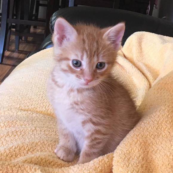 Profile Picture of Gordana Stankoski (@gracestanko) on Poshmark