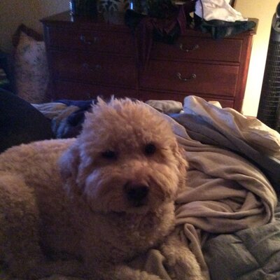 Profile Picture of Susan Becraft (@AliceTinker1943) on Twitter