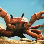 Profile Picture of Noah (Shell Crab On YT) (@noah_da_crab) on Instagram