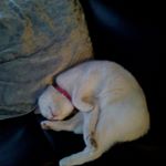 Profile Picture of alexmcclean (@alexmcclean5220) on Instagram