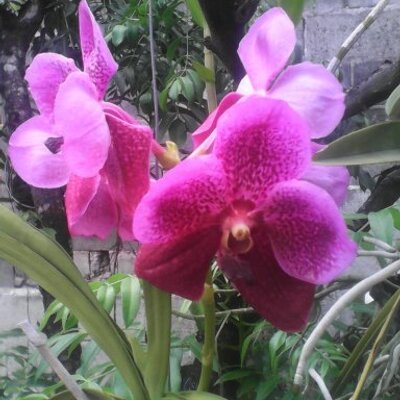 Profile Picture of Aaliyah Sampson (@aaliyahsampson4) on Twitter