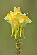 Profile Picture of Linaria vulgarison Wikipedia