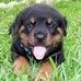 Profile Picture of Dicamillo Tom (@dicamillo.tom) on Facebook