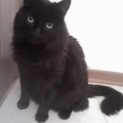 Profile Picture of Stephanie Carbone (@stephisawesome_) on Twitter