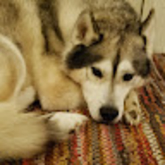 Profile Picture of Jamie Stillinger (@jamiernoe) on Poshmark