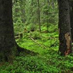 Profile Picture of Nordmarkas Venner (@nordmarkasvenner) on Instagram