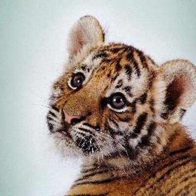 Profile Picture of Pat Bailey-Hornsby (@Pbh_1954) on Twitter