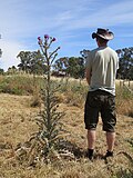 Noxious weed - Wikipedia Profile Picture of Noxious weedon Wikipedia