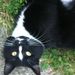 Profile Picture of Lisa McCully (@lisamccully) on Pinterest