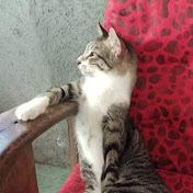 Profile Picture of Eugene Luna (@hannahgalang5533) on Youtube